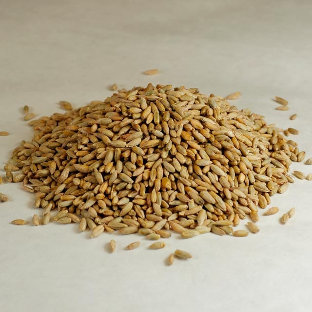 Organic Rye Wheat Berries – Young and Thriving
