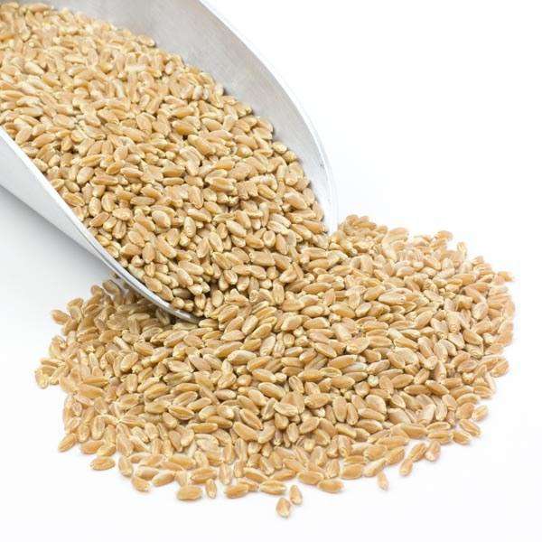 Prairie Gold (Hard White) Wheat Berries – Young and Thriving